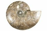 Cut & Polished Ammonite Fossil (Half) - Madagascar #323422-1